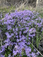 Phlox bifida