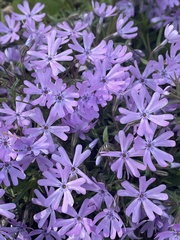Phlox bifida