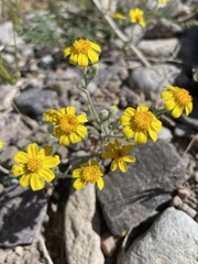 Eriophyllum ambiguum