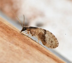 Sympherobius barberi