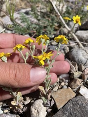 Eriophyllum ambiguum
