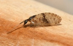Sympherobius barberi