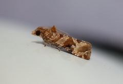 Lobesia xylistis