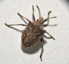 Prionosoma podopioides