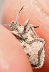 Prionosoma podopioides