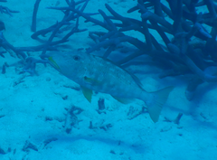 Lethrinus xanthochilus