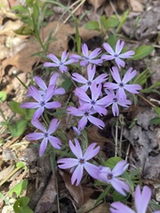Phlox bifida