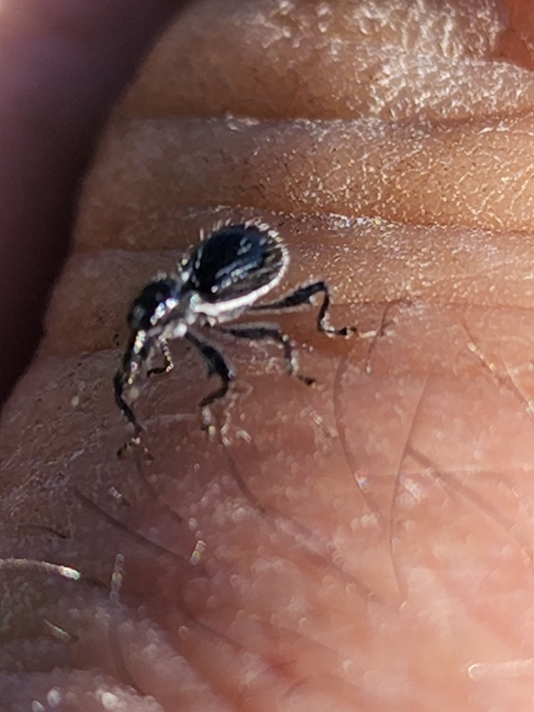 Myrmex floridanus