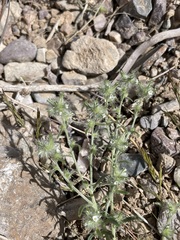 Cryptantha nevadensis