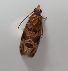 Lobesia xylistis