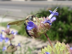 Xylocopa tabaniformis
