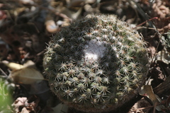 Mammillaria gaumeri