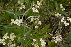 Erigeron darrellianus