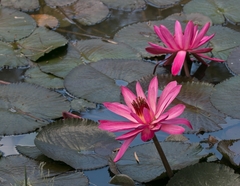 Nymphaea rubra