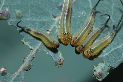 Lophyrotoma interrupta