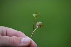 Puccinia dichondrae