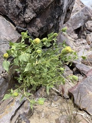Brickellia atractyloides