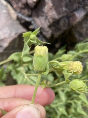 Brickellia atractyloides