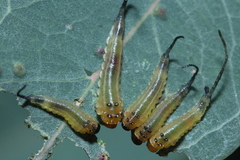 Lophyrotoma interrupta