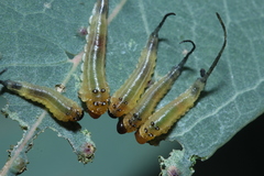 Lophyrotoma interrupta