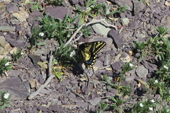 Papilio zelicaon