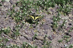Papilio zelicaon