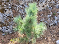 Pinus hartwegii