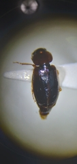 Agonoleptus conjunctus