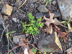 Hypericum pseudomaculatum