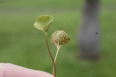Puccinia dichondrae