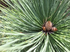 Pinus hartwegii