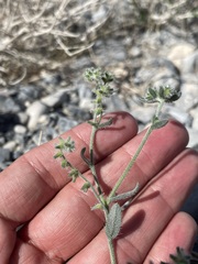 Cryptantha recurvata