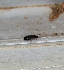 Pharaxonotha kirschii