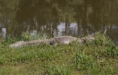 Caiman latirostris