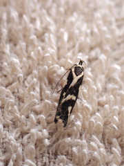 Epithymema incomposita