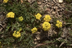 Lomatium austiniae