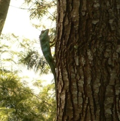 Calotes liolepis