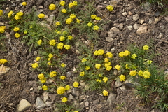 Lomatium austiniae