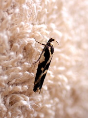 Epithymema incomposita