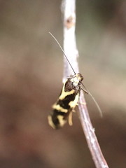 Epithymema incomposita