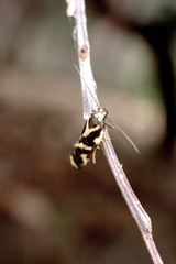 Epithymema incomposita