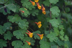 Tropaeolum tuberosum