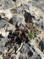 Phacelia rotundifolia