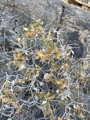 Brickellia atractyloides