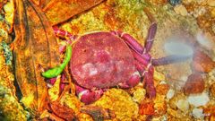 Trichodactylus fluviatilis