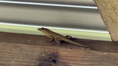 Anolis opalinus