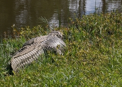 Caiman latirostris