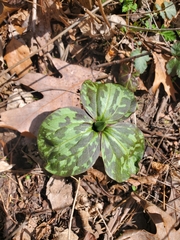 Trillium recurvatum