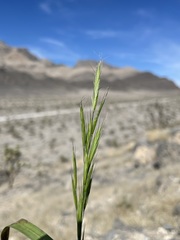 Bromus berteroanus