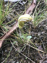 Pterostylis truncata